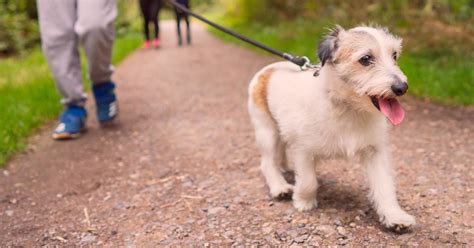 Scooby doobie don't: Discarded joints pose hazards for dogs